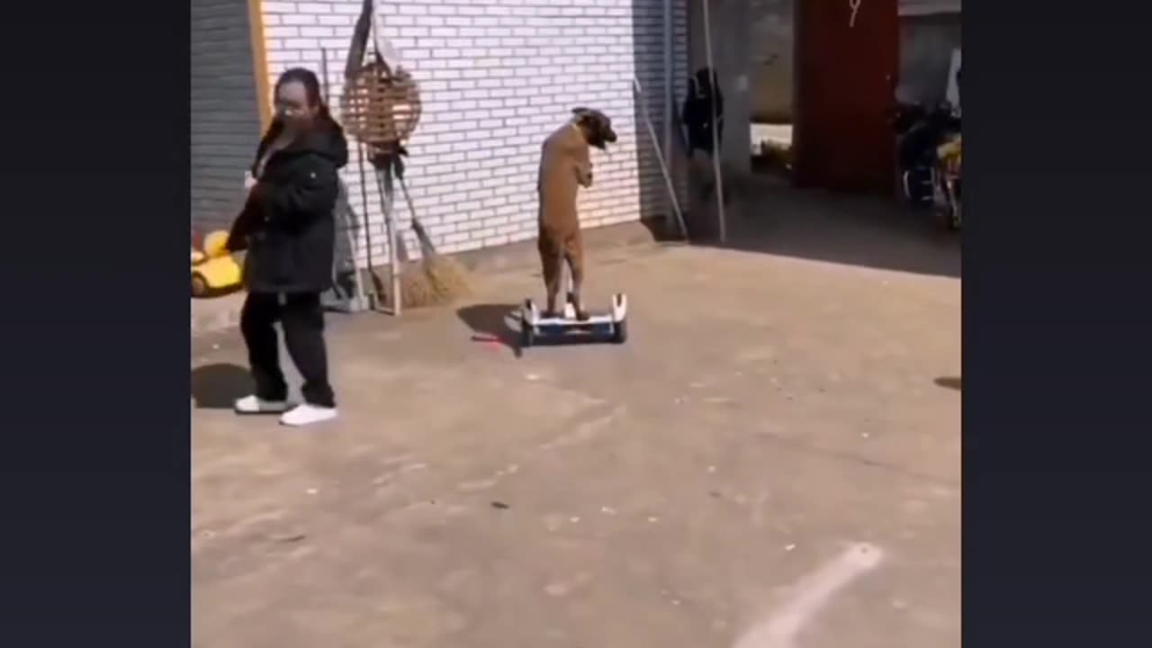 #Funnyanimal