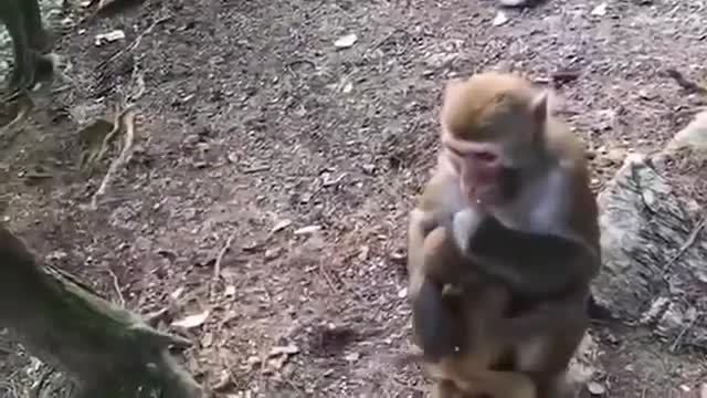 funny monkey video 19