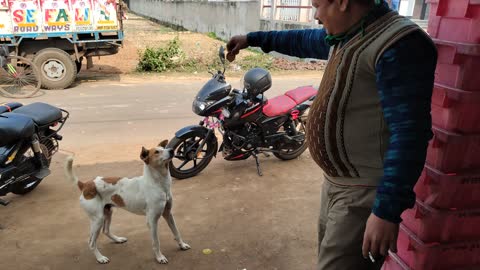 Dog catches the biscuits.. Lovely dog