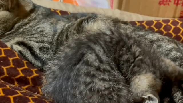 The little cat is especially snooze
