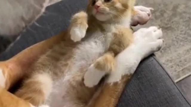 Funny and Cute CAT Videos Compilationshorts