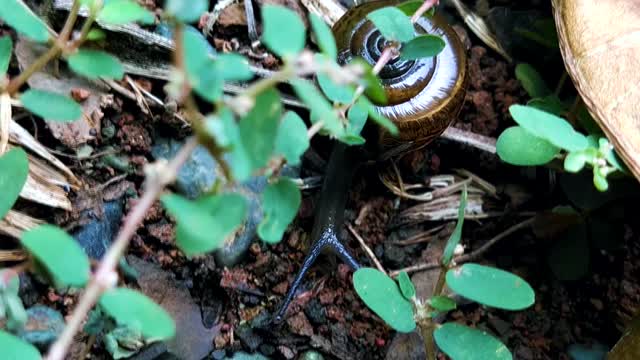 The Gastropoda