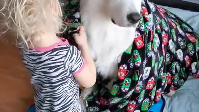 TODDLER Wraps dog with blankets while they sit patiently.......