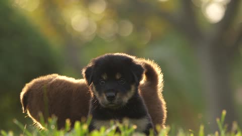 Puppies Playing In The Green Park