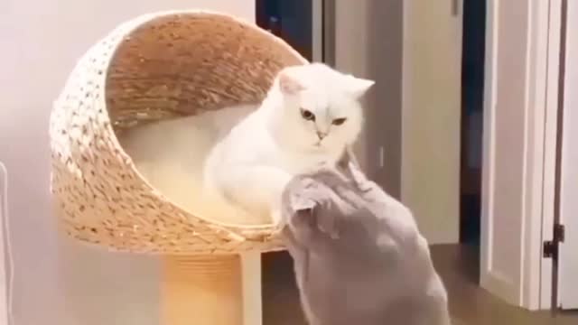 Funny Cat Lip to Lip Kissing 💋 Video | Must Watch