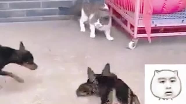 Will you answer for the puppy