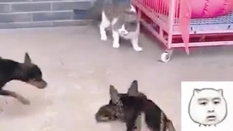 Will you answer for the puppy