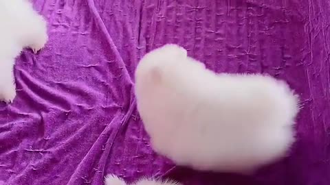 Cute dogs video's