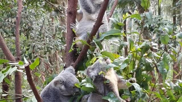 The koalas are cute