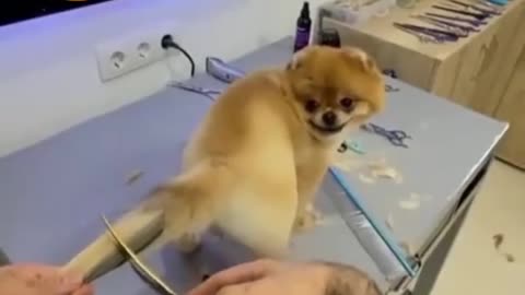 A new style dog tail hair cutting