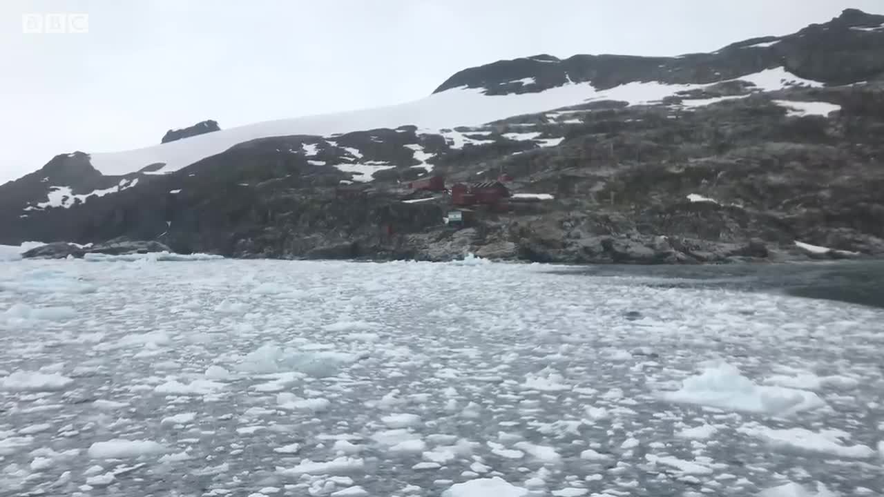 Leopard Seals Play With Their Food | Bad Natured | BBC Earth