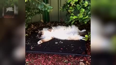 A cat sleeping under a tree