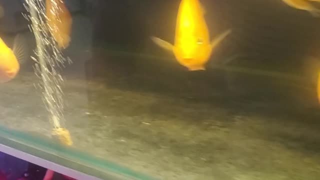 cute yellow snapper