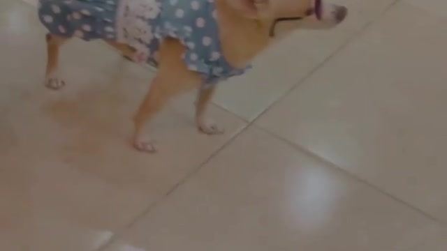 Model dog 🐶🐶. Dog lover see this video. Best funny moment.