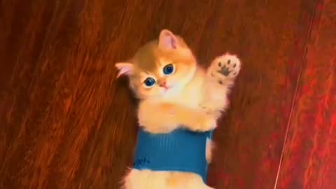 Cute Cat Video