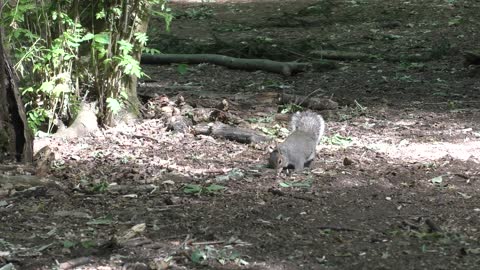 Wiewiórka / Squirrel # 1