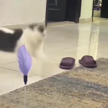 Funny moments with cat 😺😂