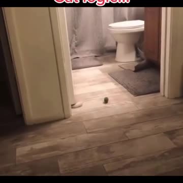 We should be more cat