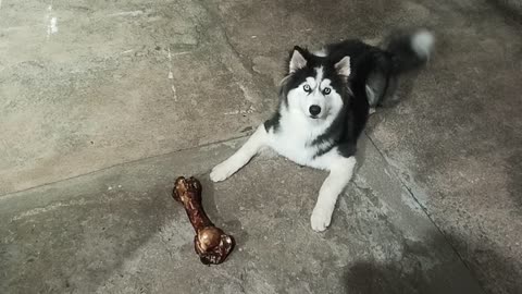 Théo got a giant smoked bone