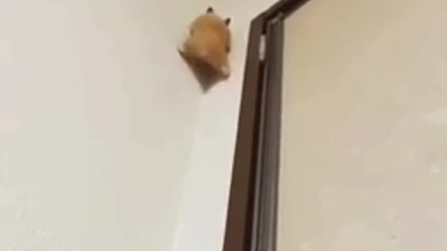 super hamster