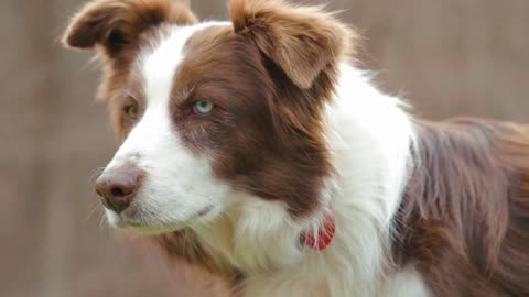 Amazing dog with red and blue eyes