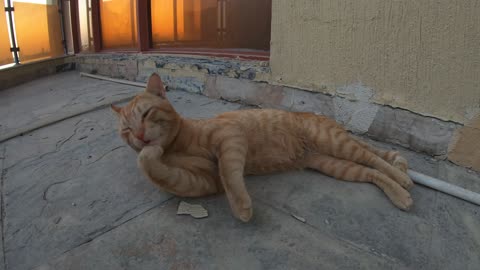 Homeless cat in Ras Al Khaimah, UAE: ED SHEERAN #cat #cats #EdSheeran #emirates #pet #ae #UAE #pets