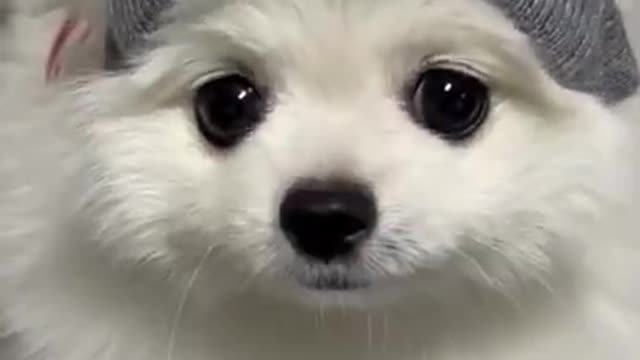 I am so cute 🐶 #shorts