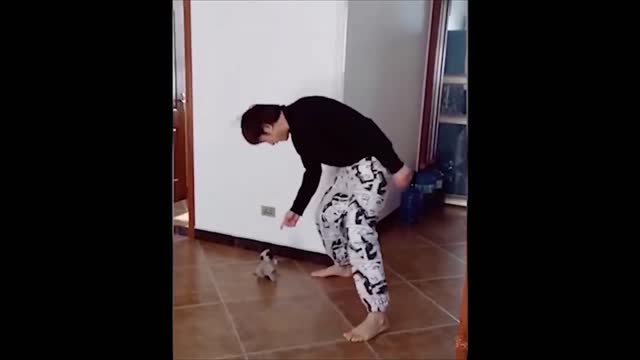 Small puppy dancing