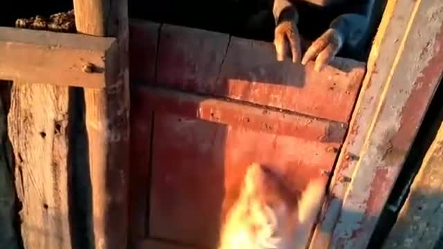Dog vs pig
