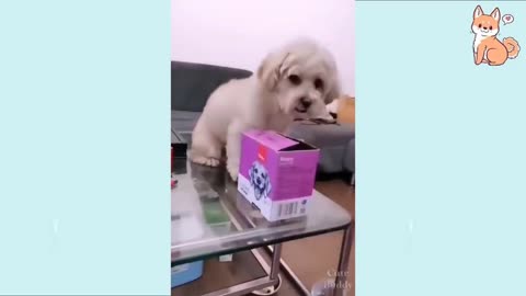 Puppy hip hop dance #🤣🤣🤣