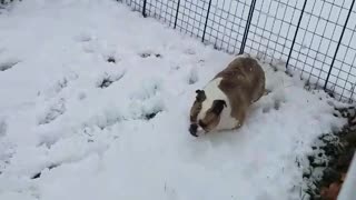 Mr. Big and Indiana playing in the snow.