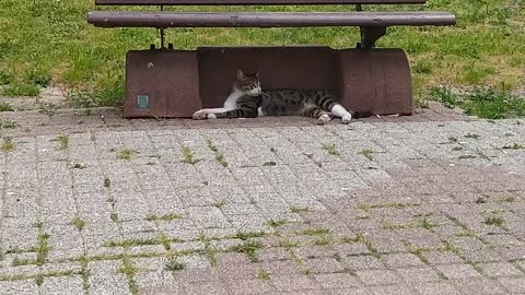 A lovely cat is relaxing on a nice day