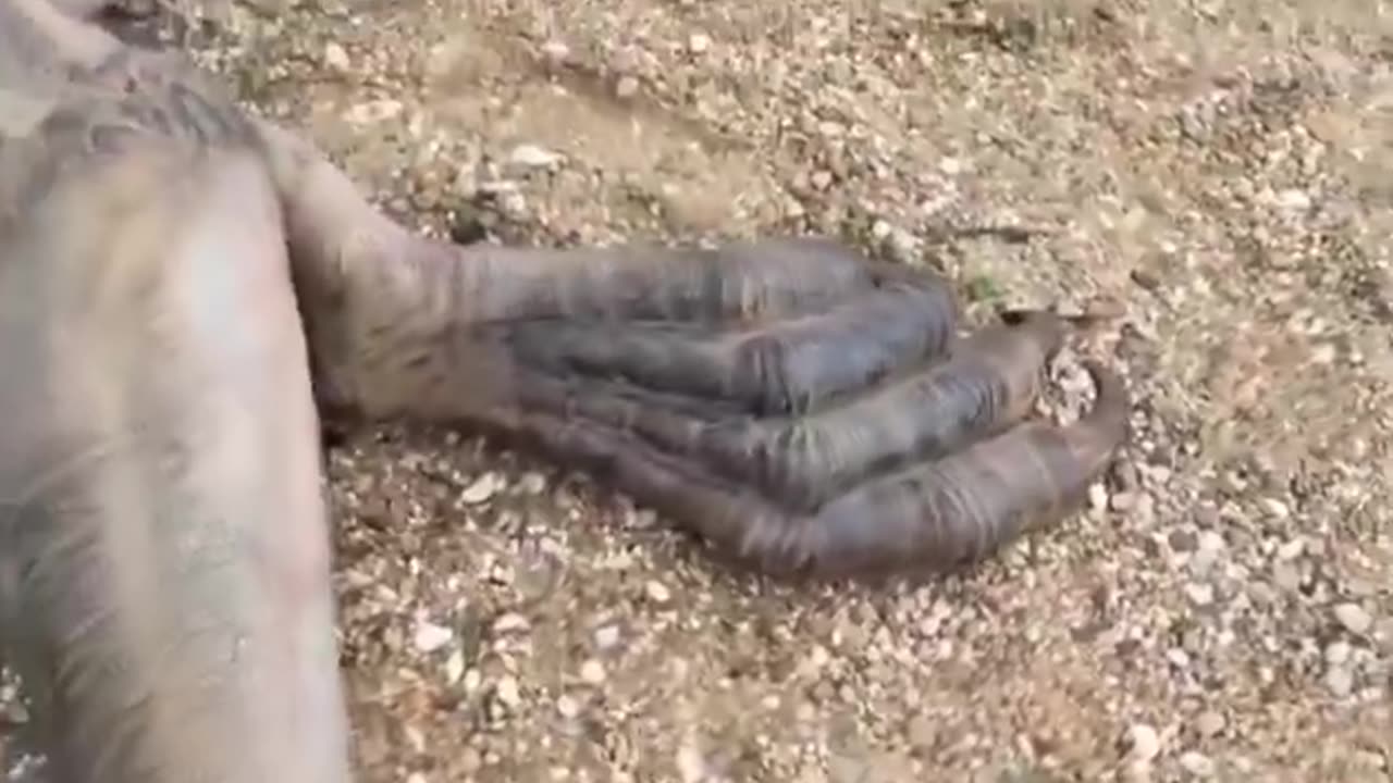 Real Dragon