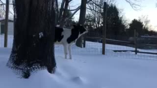 Calf’s first snow