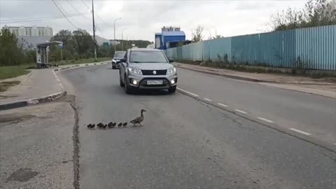 Stopping traffic so that ducklings can safely pass