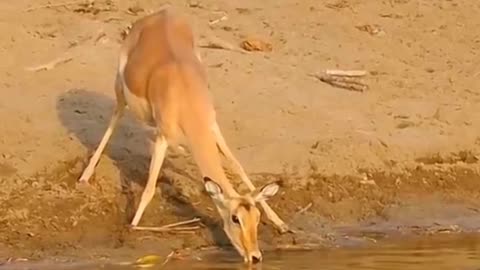 Alligator Attack On Impala