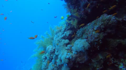 Red Sea SCUBA Diving - Swimthrough