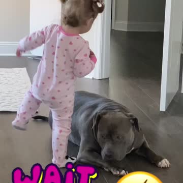 Baby gets startled by her pitbull