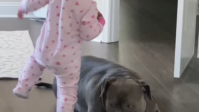 Baby gets startled by her pitbull