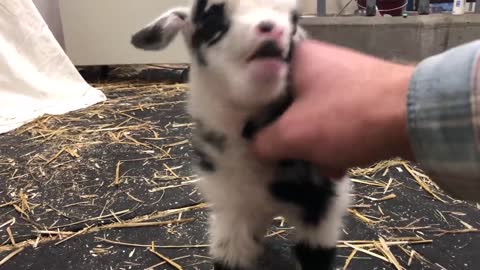 Little Goat Make Noise Like A Pro