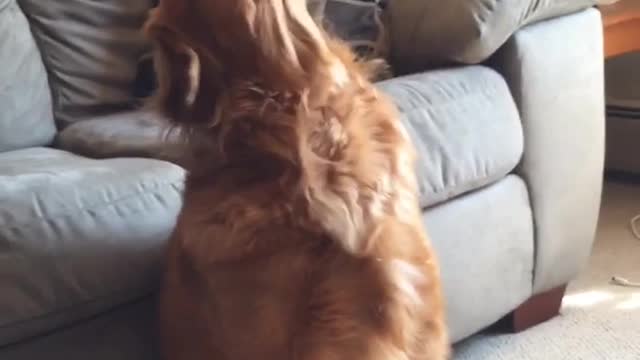 Brown golden retriever cant get piece of string cheese spun around its face