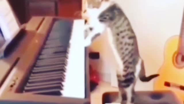 Mi gato tocando piano