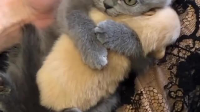 Cut cat hug