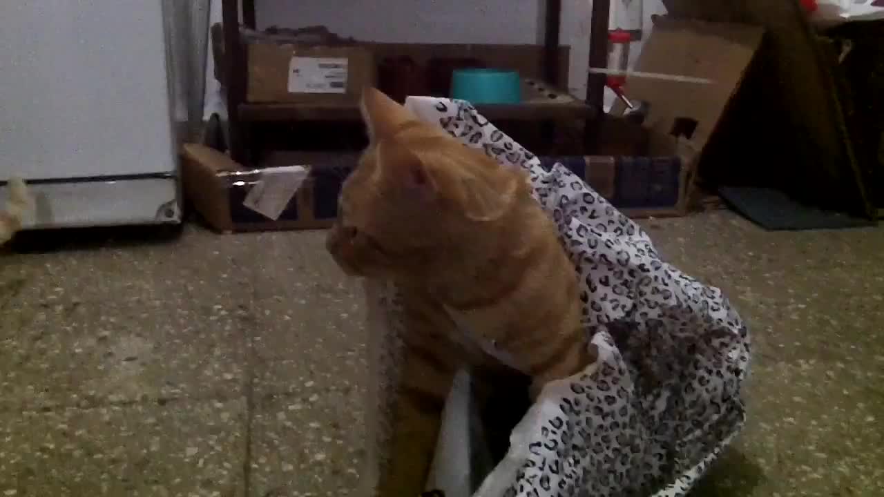 Gato jugando con una bolsa