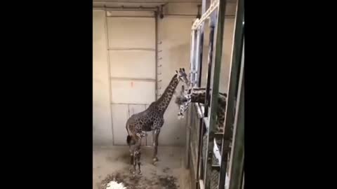 Dad giraffe says hi to his son giraffe