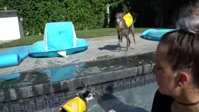 Cute Dog Swimming: Teaching Your Dog How To Swim