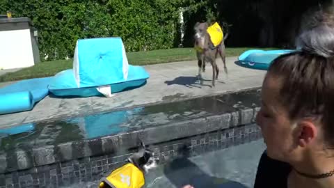 Cute Dog Swimming: Teaching Your Dog How To Swim