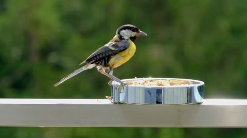 free bird in nature