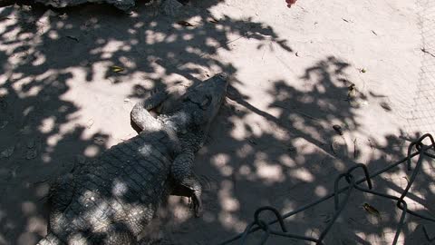 Crocodile eating chiken fast