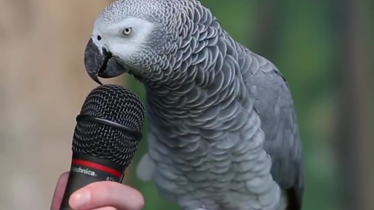 Taking grey parrot.